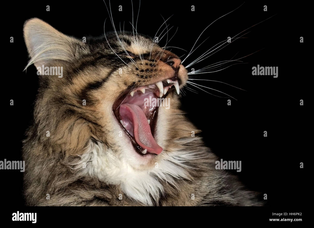 Porträt von einem gähnenden norwegische Waldkatze in schwarzer Rücken Stockfoto