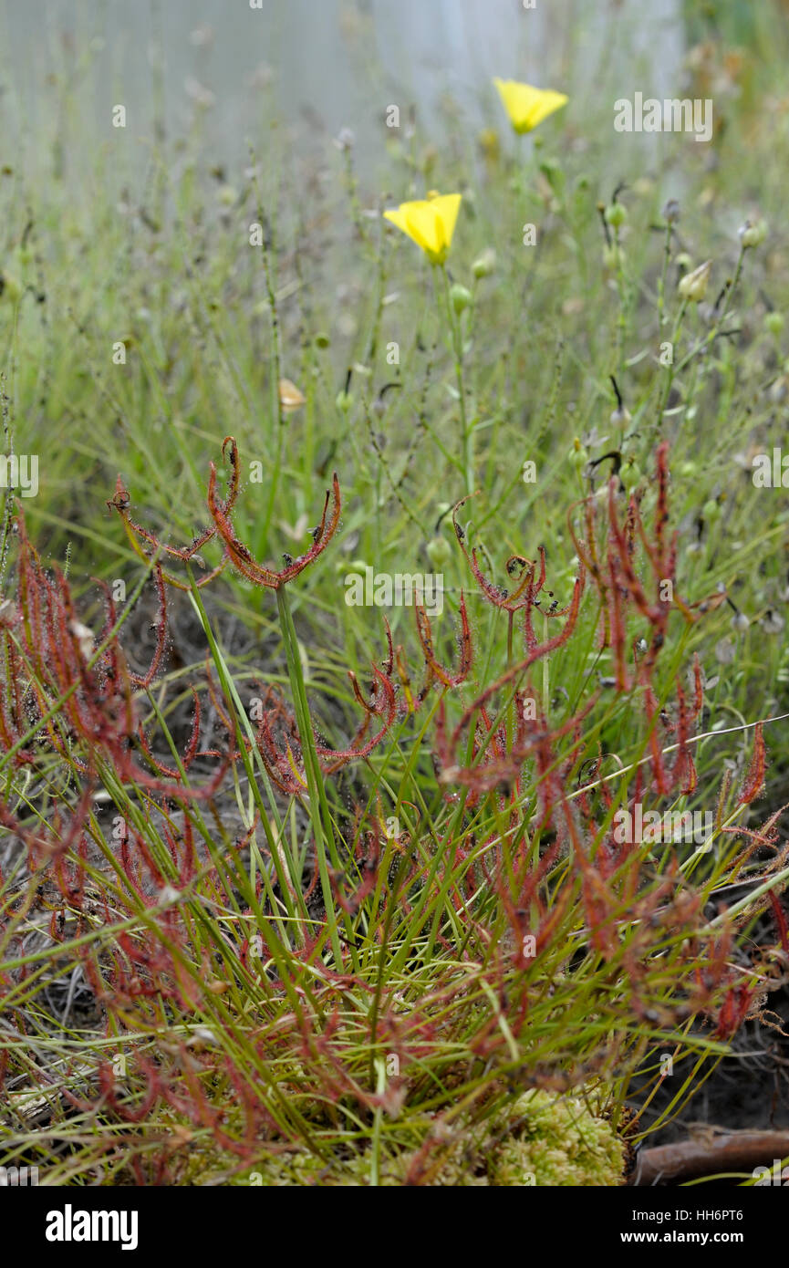 Drosera Binata und Drosophyllum lusitanicum Stockfoto