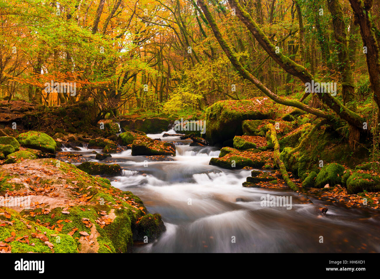 Golitha fällt auf den Fluss Fowey in Draynes Holz auf Bodmin Moor, Cornwall, England. Stockfoto