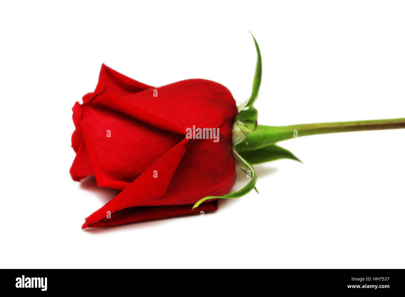 Rote Rose auf dem weißen Hintergrund isoliert Stockfoto
