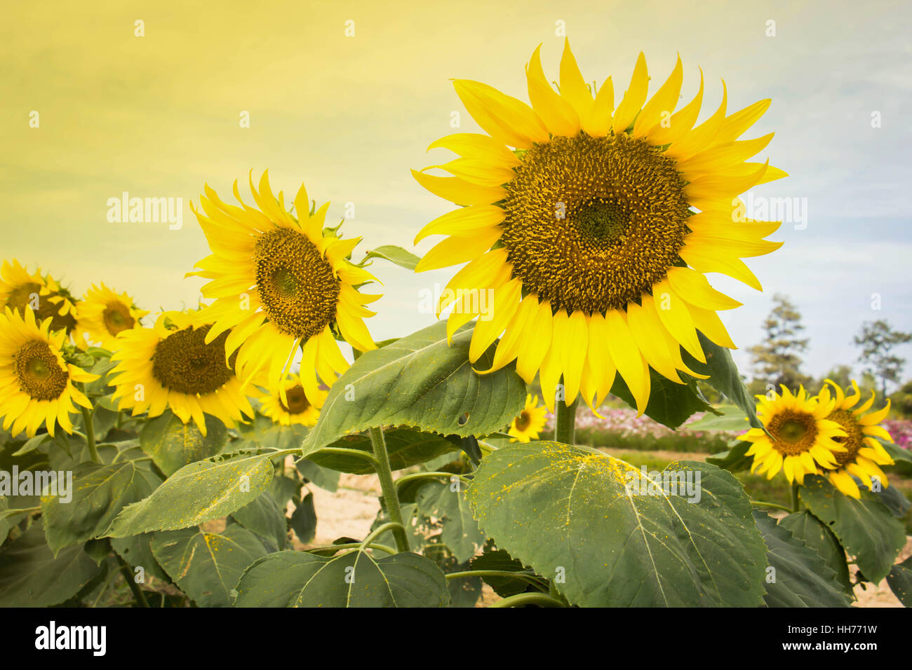 Sonnenblumen Garten. Sonnenblumen haben reichlich Gesundheitsvorteile. Sonnenblumenöl verbessert die Gesundheit der Haut und fördern die Zellregeneration. Stockfoto