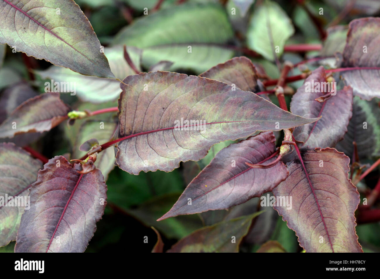 Die farbigen Blätter, der garten anlage Persicaria microcephala Silver brown' Stockfoto