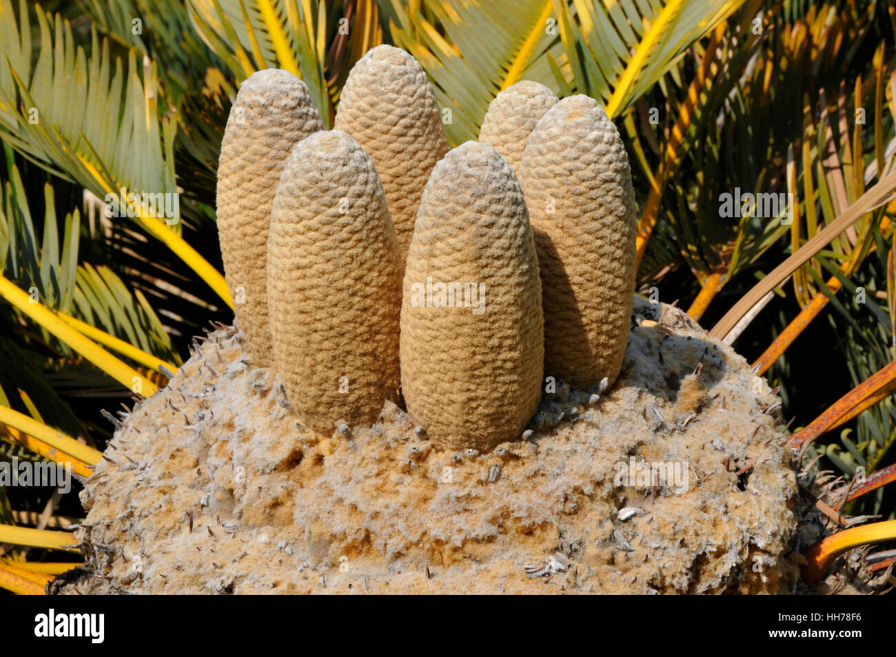 Der seltsame Blüten der weißhaarige Cycad Stockfoto