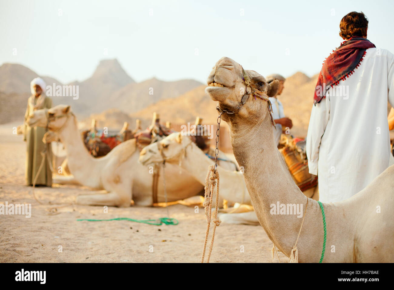 Wüste, Ödland, Afrika, schwarz, dunkelhäutigen, tiefschwarze, tiefschwarz, Kamel, Stockfoto Wüste, Ödland, Afrika, schwarz, dunkelhäutigen, tiefschwarze, tiefschwarz, Kamel, Stockfoto