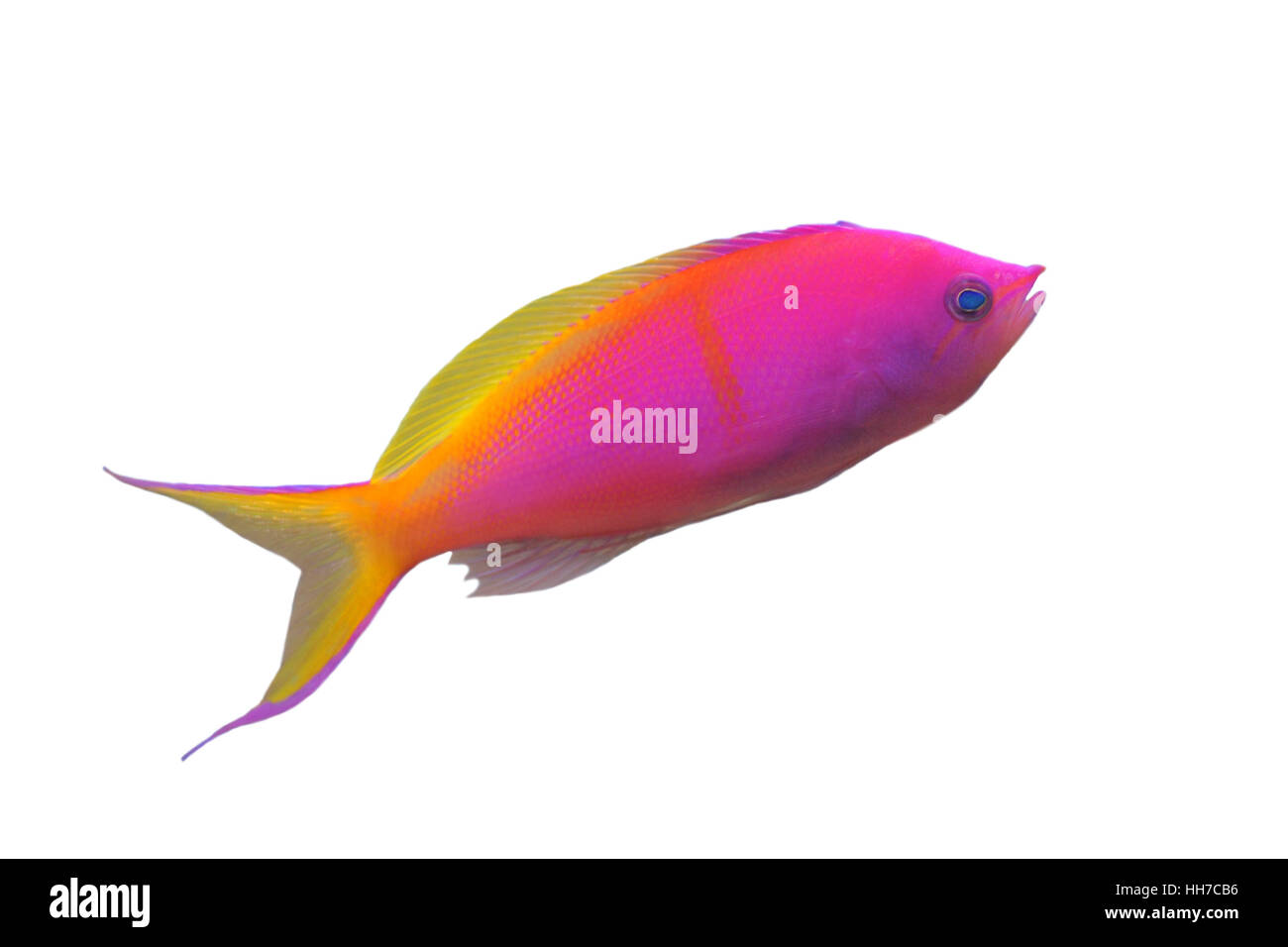 Nemanthias Carberryi, Threadfin Anthias vor weißem Hintergrund Stockfoto