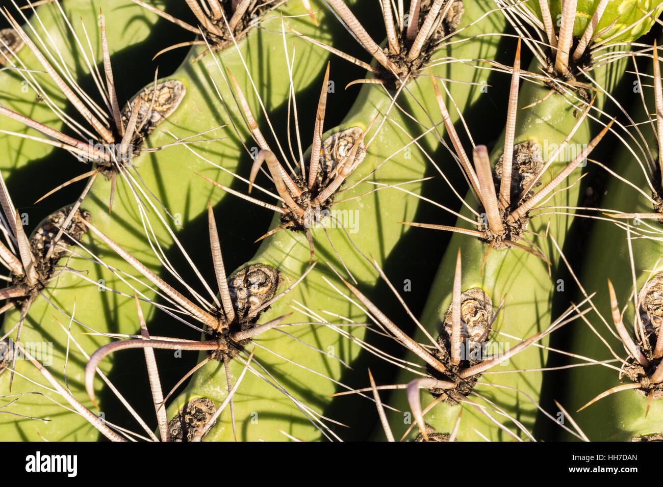 Stacheln des Saguaro Kaktus (Carnegiea Gigantea), Tucson, Arizona, USA Stockfoto