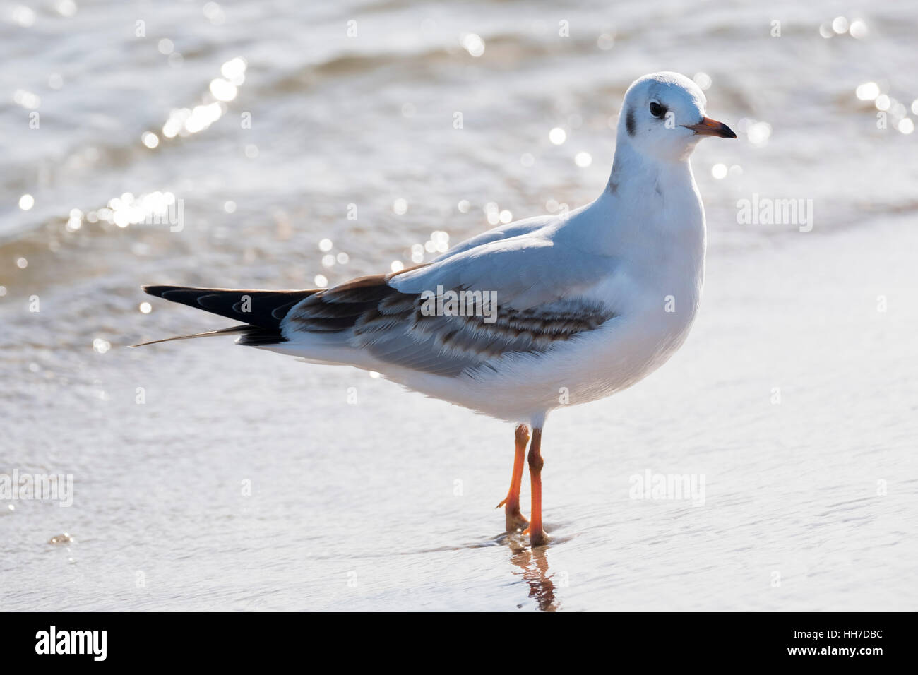 Lachmöwe (Chroicocephalus Ridibundus) an den Strand, Usedom, Ostseeküste, Mecklenburg-Western Pomerania, Deutschland Stockfoto