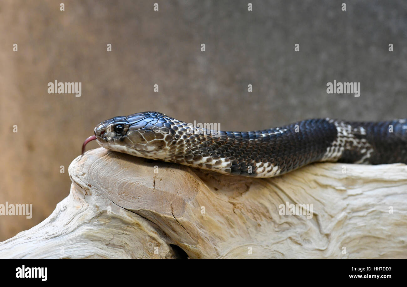 Indische Kobra (Naja Naja) streichen Zunge, gefangen Stockfoto