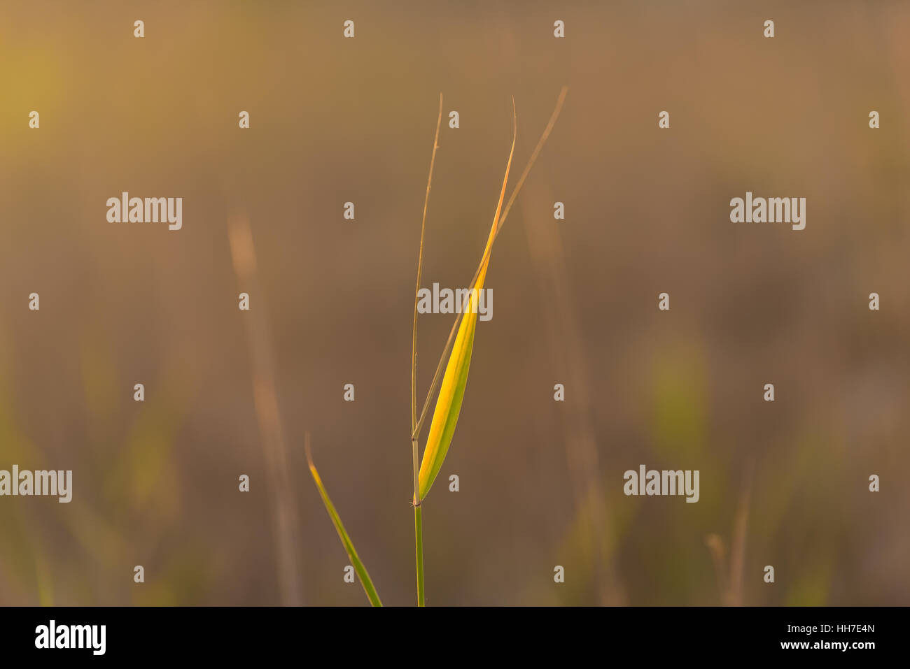 Steppe Grass Stamm, Minimalismus Stockfoto