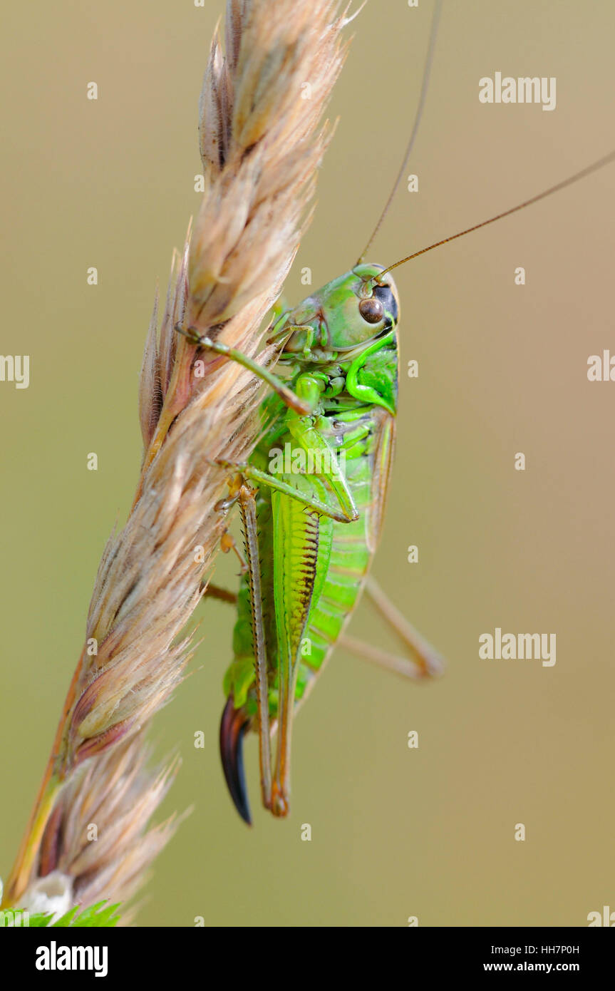 Grünes Heupferd (Tettigonia Viridissima) Stockfoto