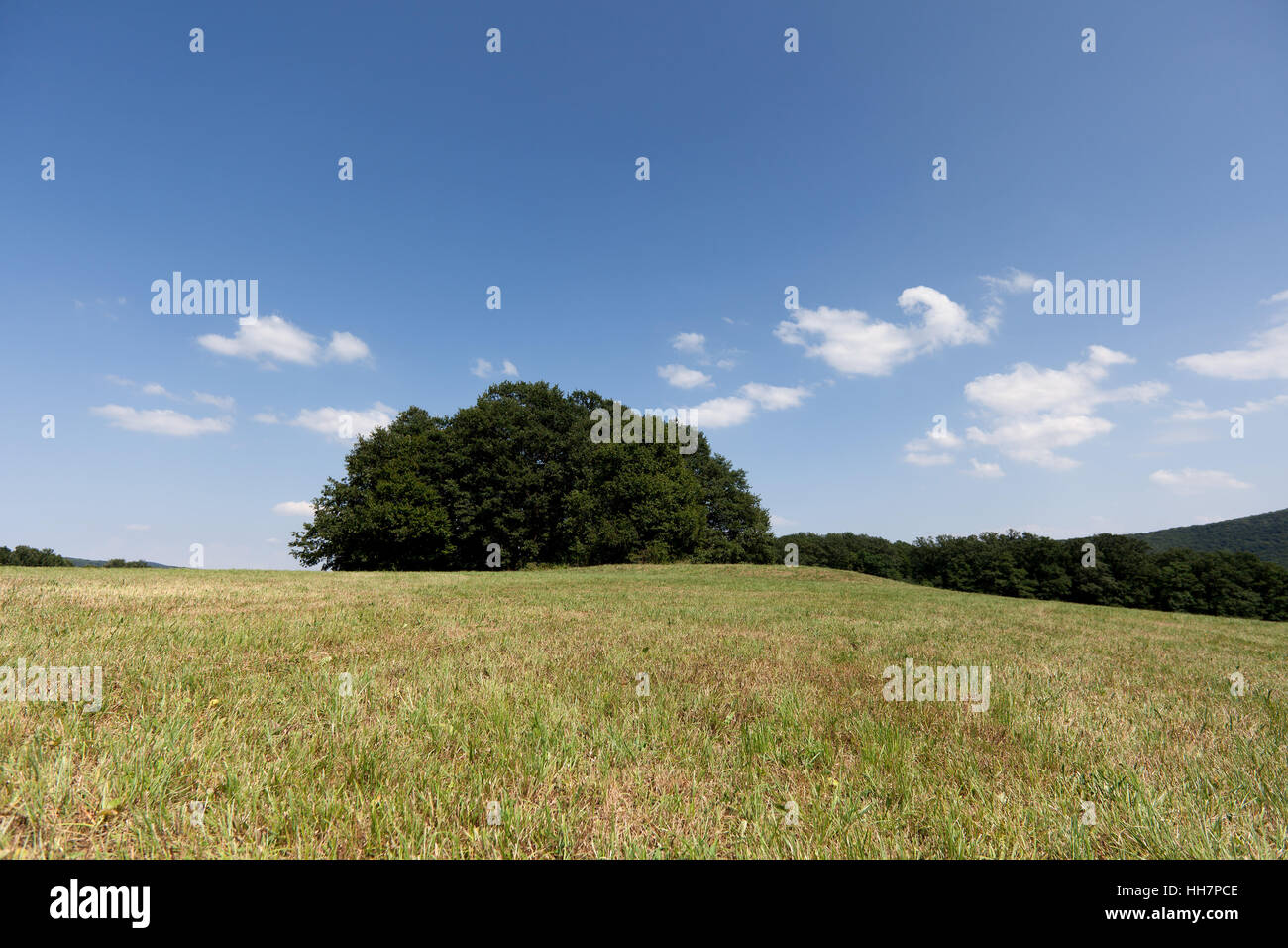 Baum, Büschel von Bäumen, Wiese, Firmament, Himmel, Landschaft, Landschaft, Natur, Stockfoto