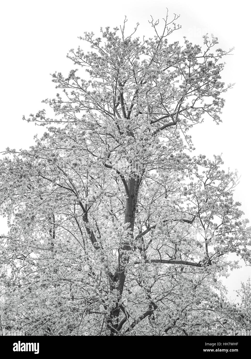 Stillleben mit einem weißen Winter Baum Stockfoto