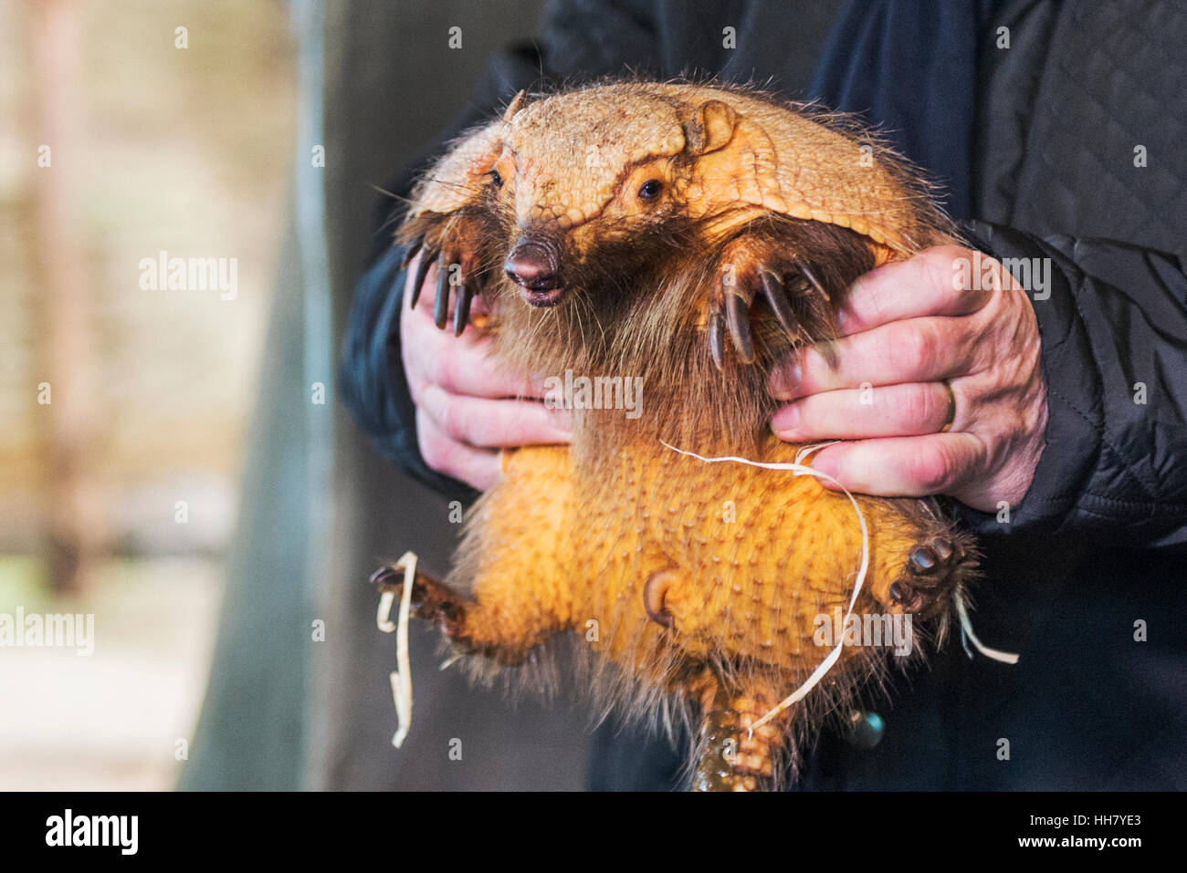 Zoo Pilsen, Tschechische Republik. 17. Januar 2017. Große behaarte Gürteltier, Chaetophractus Villosus, Welpe namens Cyril, geboren am September 2016 wird im Zoo von Pilsen, Tschechische Republik, auf Dienstag, 17. Januar 2017 vorgestellt. Bildnachweis: Miroslav Chaloupka/CTK Foto/Alamy Live-Nachrichten Stockfoto