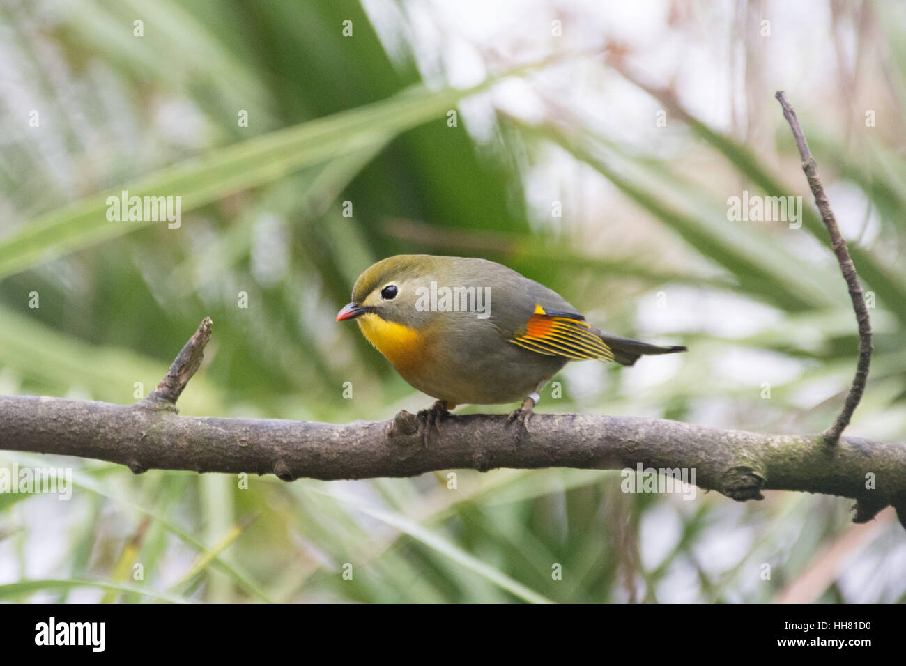 Newquay Zoo, Cornwall, UK. 17. Januar 2017. Eine Pekin Robin (Leiothrix Lutea), einer der mehreren exotischen und bunten Vögel, die Besucher zu erhalten schließen bis zu in der neuen Ausstellung "Edelsteine im Dschungel". Bildnachweis: Simon Maycock/Alamy Live-Nachrichten Stockfoto
