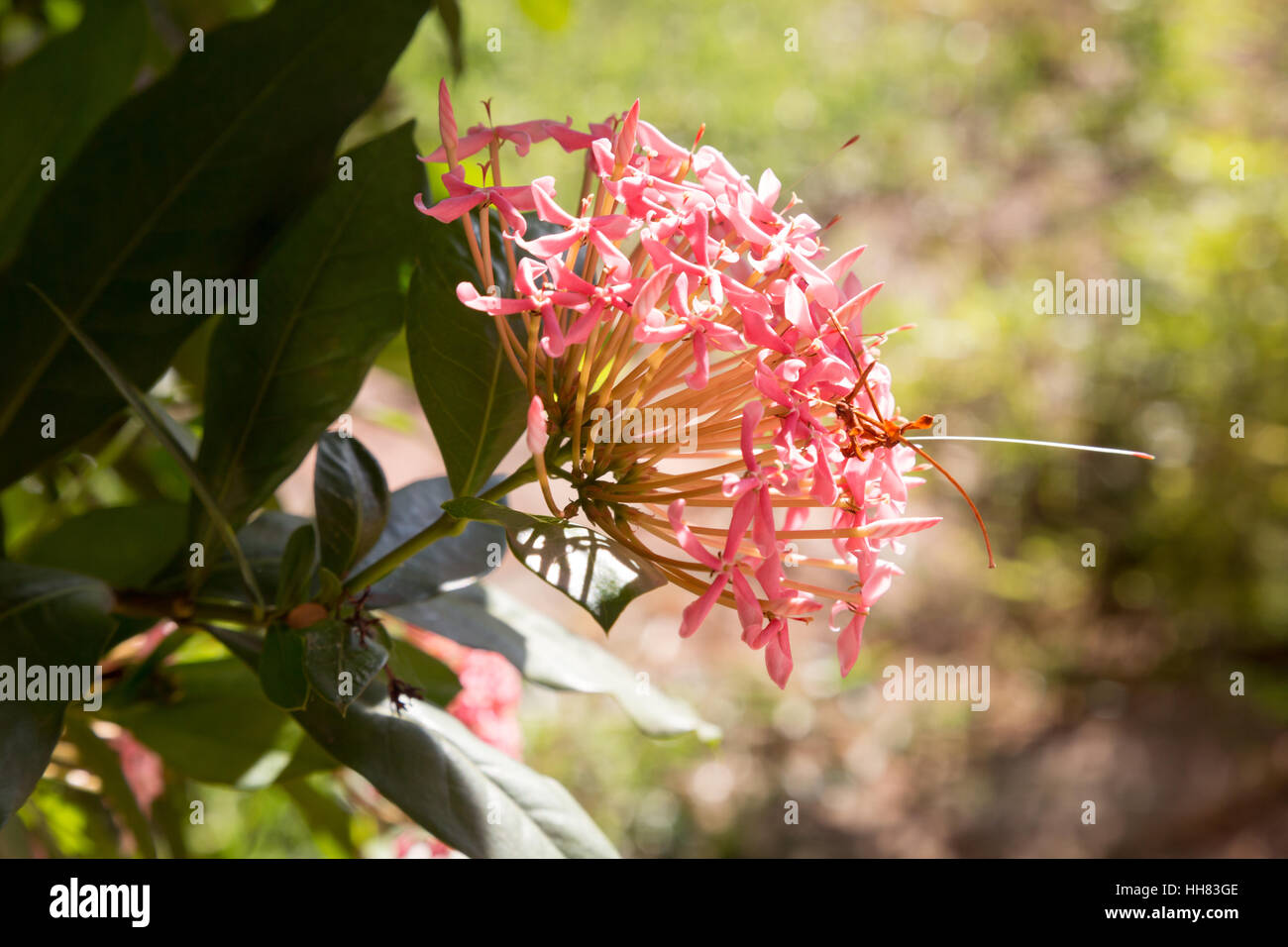 Eine rosa Blume (Ixora sp.) blühen unter Sonnenschein während der heißen, sonnigen Tag in Asuncion, Paraguay zu sehen ist Stockfoto