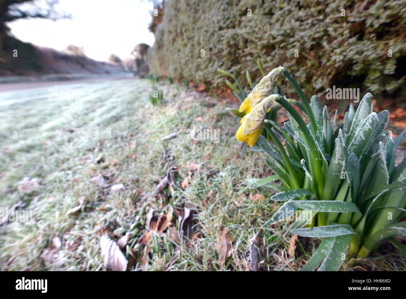 Laughton, East Sussex, UK. 18. Januar 2017. Frisch geschlüpfte Narzissen eingefroren, nachdem über Nacht Temperaturen bis-7 ° C im ländlichen East Sussex, UK fallen. © Peter Cripps/Alamy Live-Nachrichten Stockfoto