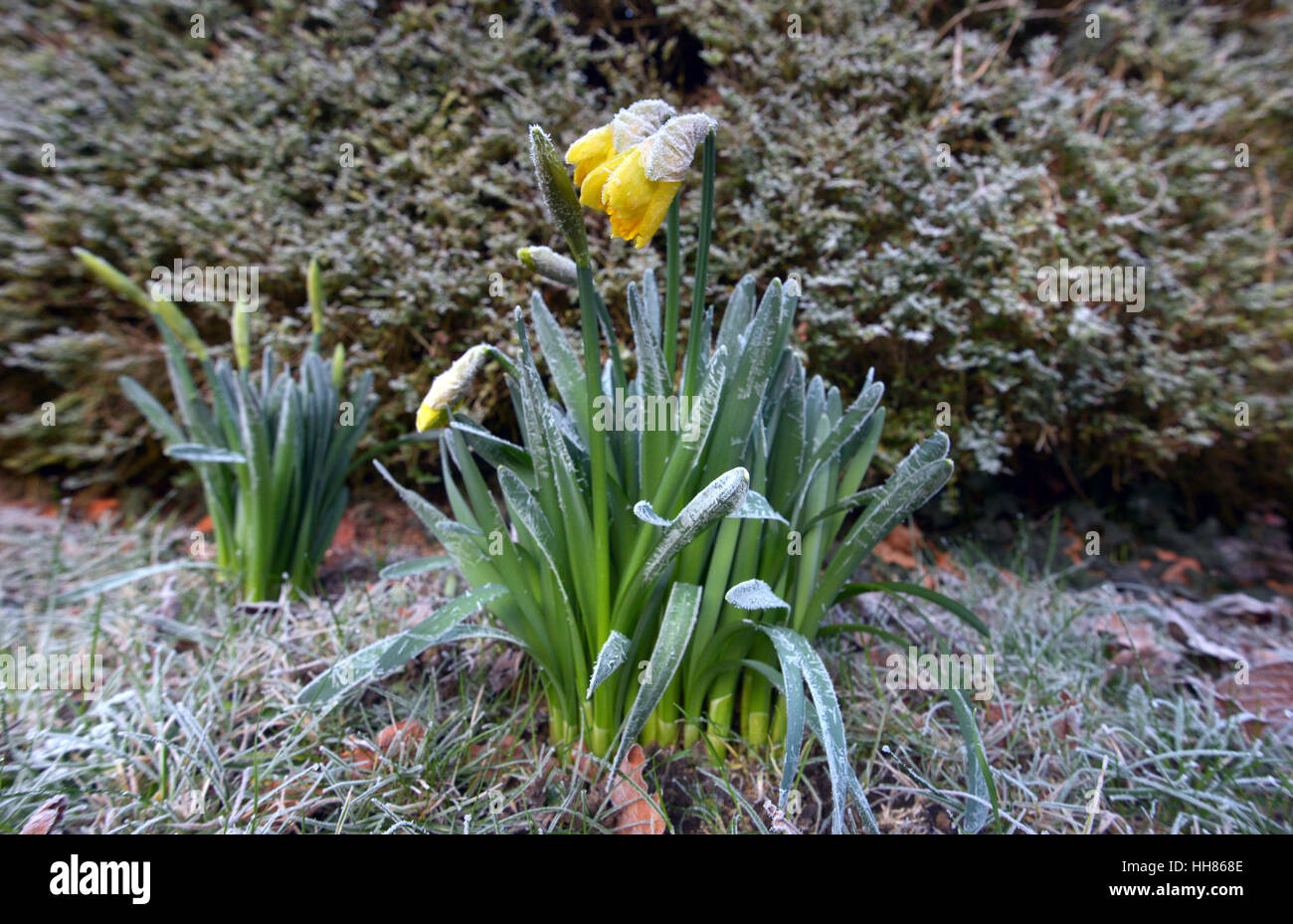 Laughton, East Sussex, UK. 18. Januar 2017. Frisch geschlüpfte Narzissen eingefroren, nachdem über Nacht Temperaturen bis-7 ° C im ländlichen East Sussex, UK fallen. © Peter Cripps/Alamy Live-Nachrichten Stockfoto