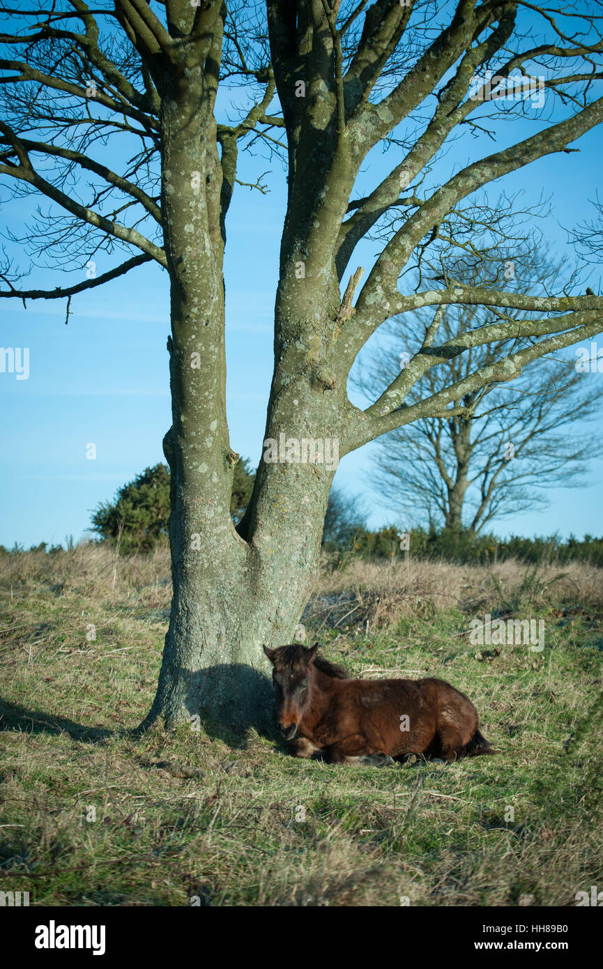 Ein Pony schlafend unter einem Baum an Cissbury Ring in der South Downs National Park, West Sussex, England. Stockfoto
