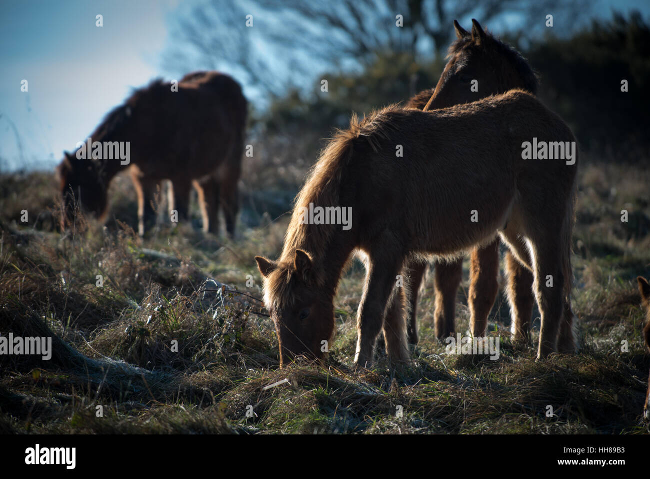 Ponys Gras essen im Winter Sonne an einem kalten Tag an Cissbury Ring in der South Downs National Park, West Sussex, England. Stockfoto