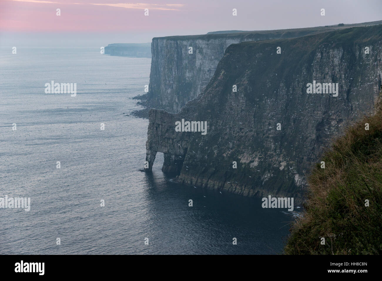 Morgendämmerung am Bempton Klippen an der Nordostküste Englands. Ein bekannter Ort für die Beobachtung Seevogel-Kolonien auf den hohen Klippen. Stockfoto