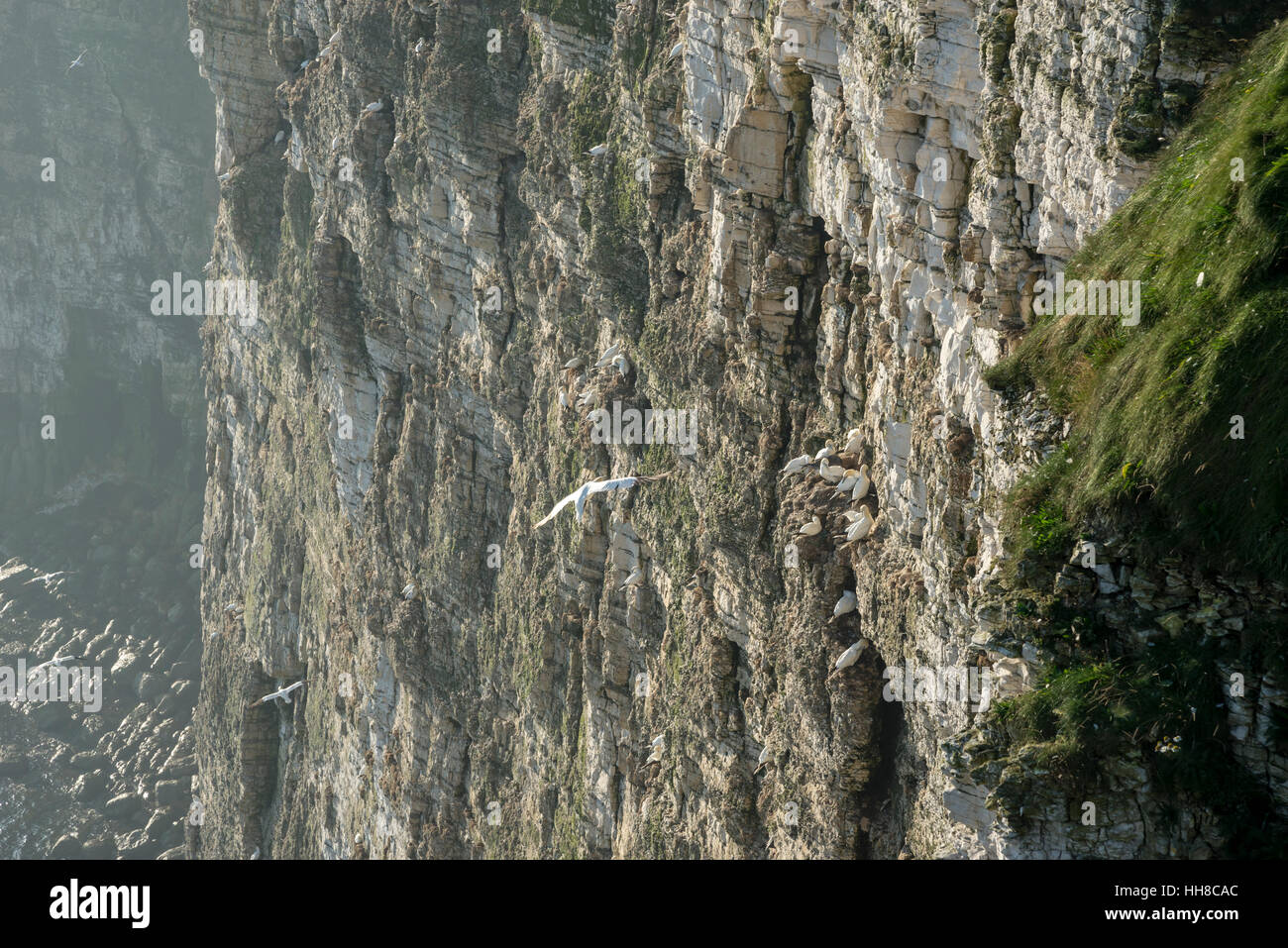 Morgendämmerung am Bempton Klippen an der Nordostküste Englands. Ein bekannter Ort für die Beobachtung Seevogel-Kolonien auf den hohen Klippen. Stockfoto