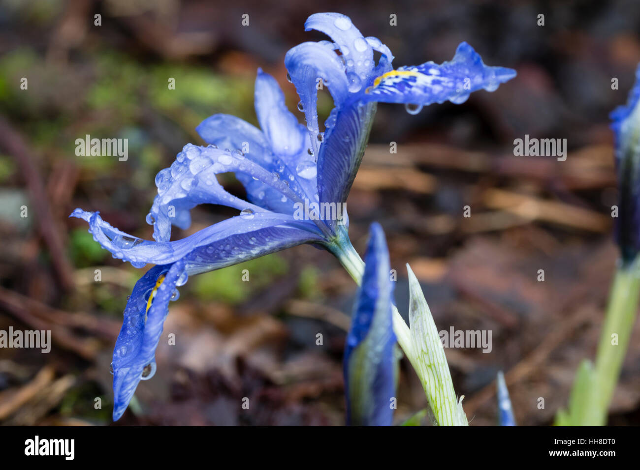 Einzelne blaue Winter Blume vom Zwerg Reticulata Typ Iris, Iris Histrioides "Engels Tränen" Stockfoto