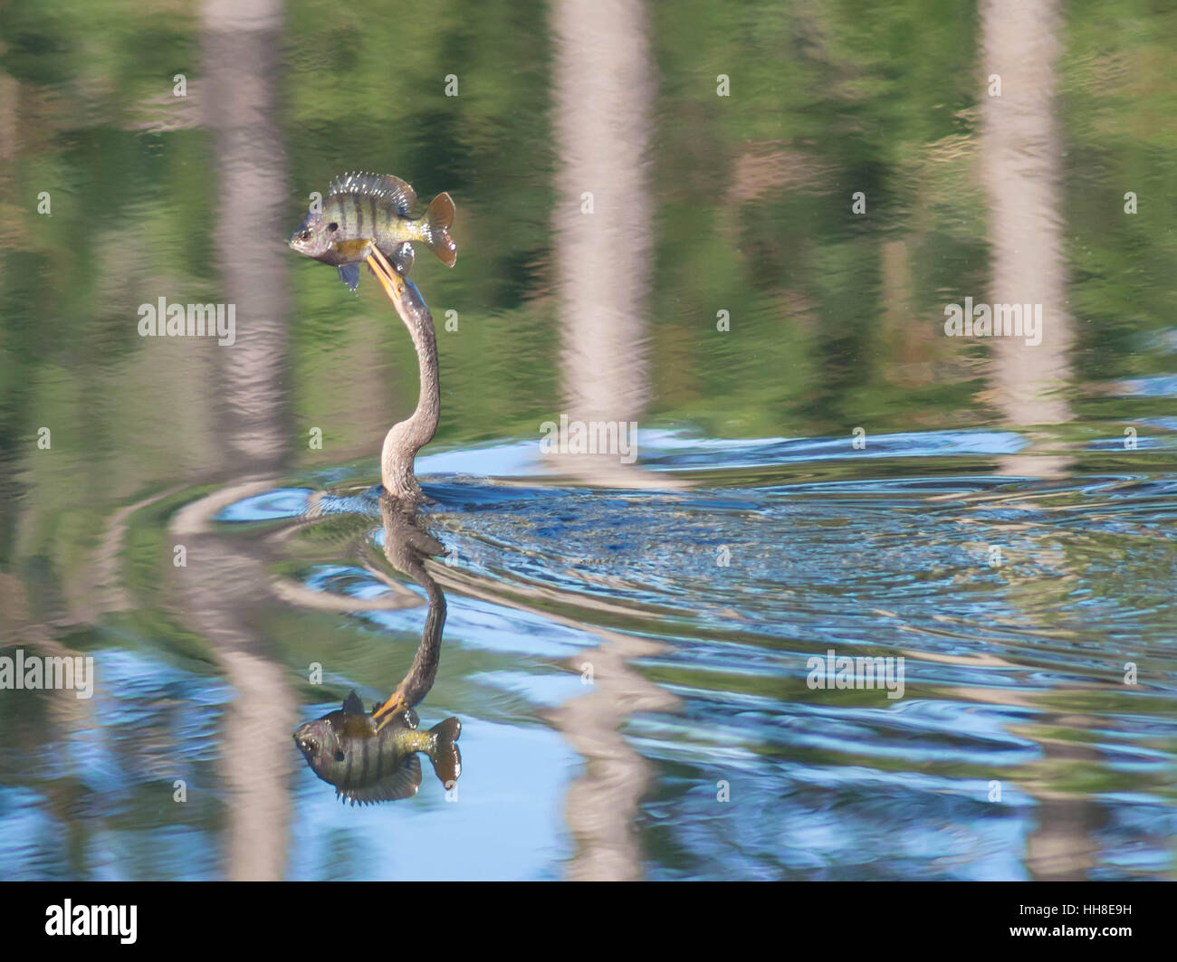 Anhinga, die Schlange Darter Stockfoto