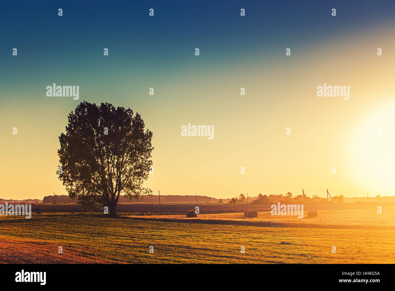 Baum-Silhouette auf Herbst Feld. Roten pulsierenden Abendlicht. Stockfoto