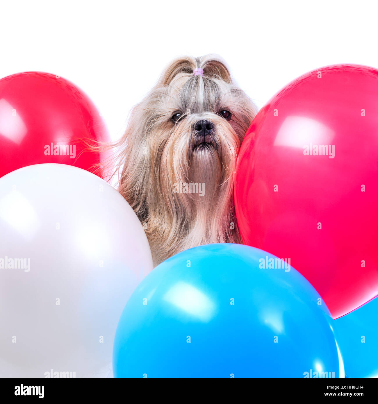 Langes Haar Shih Tzu Hund Urlaub mit roten, blauen und weißen Luftballons. Auf weißem Hintergrund. Stockfoto
