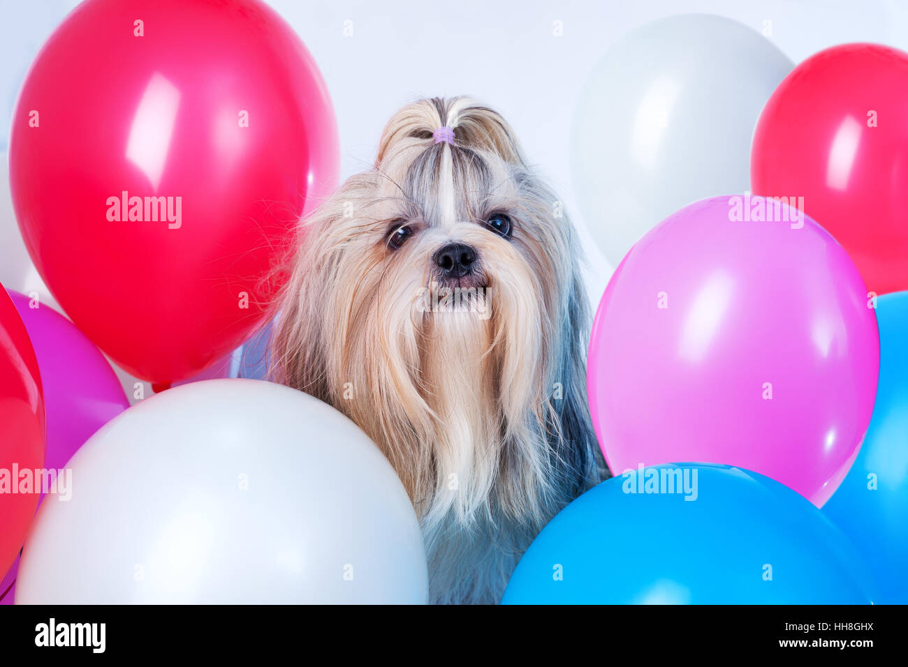 Lange Haare Shih Tzu Hund Urlaub mit rot, blau, weiß und rosa Luftballons lächelnd. Auf weißem Hintergrund. Stockfoto
