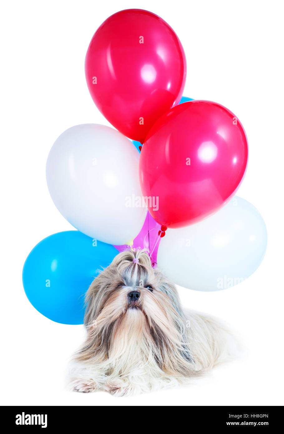 Langes Haar Shih Tzu Hund Urlaub mit roten, blauen und weißen Luftballons. Auf weißem Hintergrund. Ferienkonzept Feier. Stockfoto