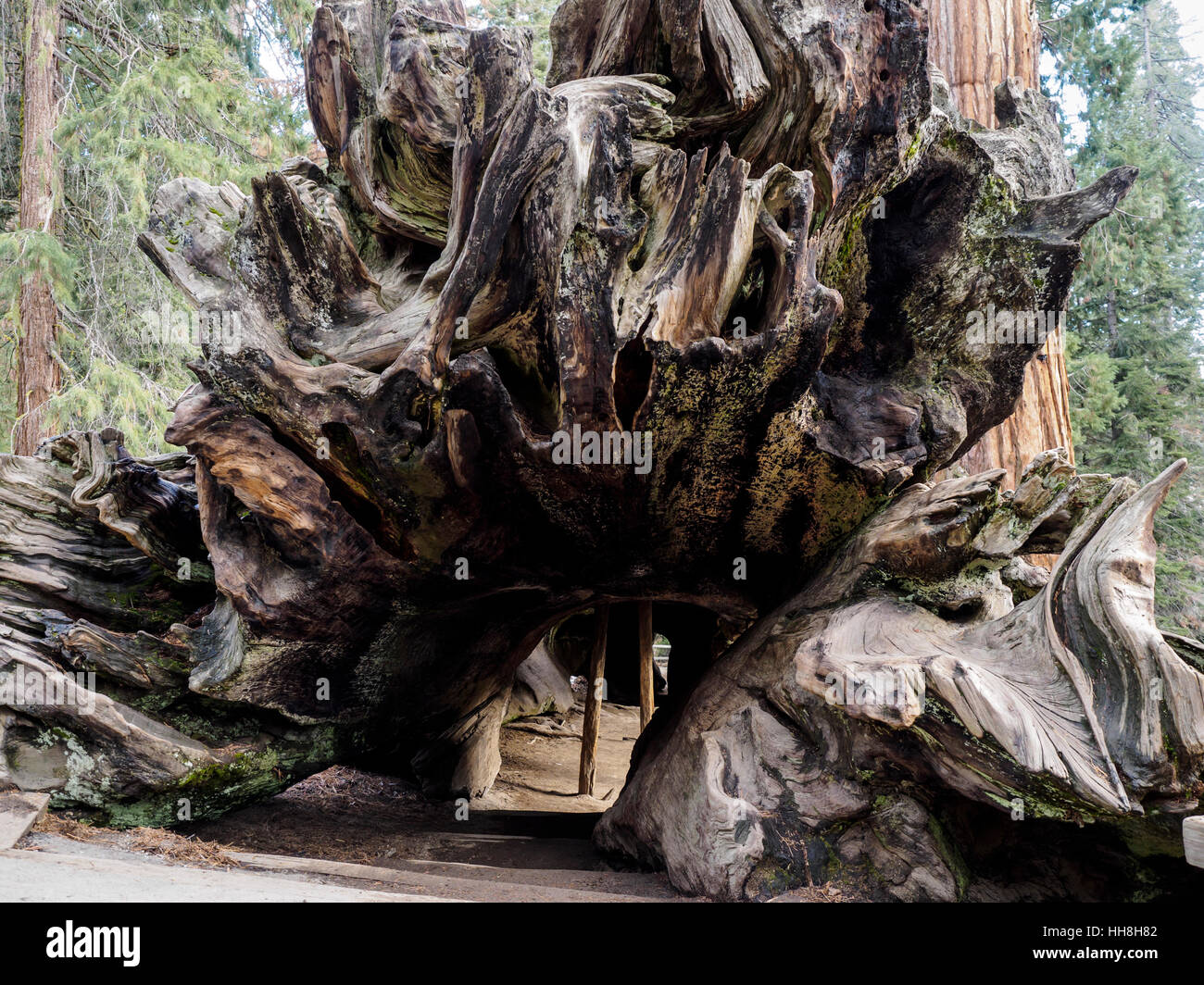 Eine gefallene und hohl Giant Redwood-Baum im Grant Grove in den Sequoia National Forest. Besucher können aber den Baum gehen. Stockfoto