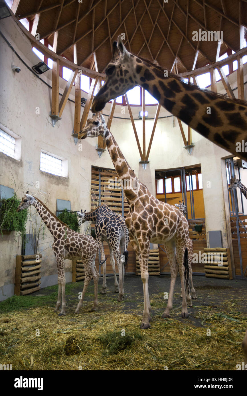 Budapest Zoo und Botanischer Garten, einer der ältesten Zoos in der