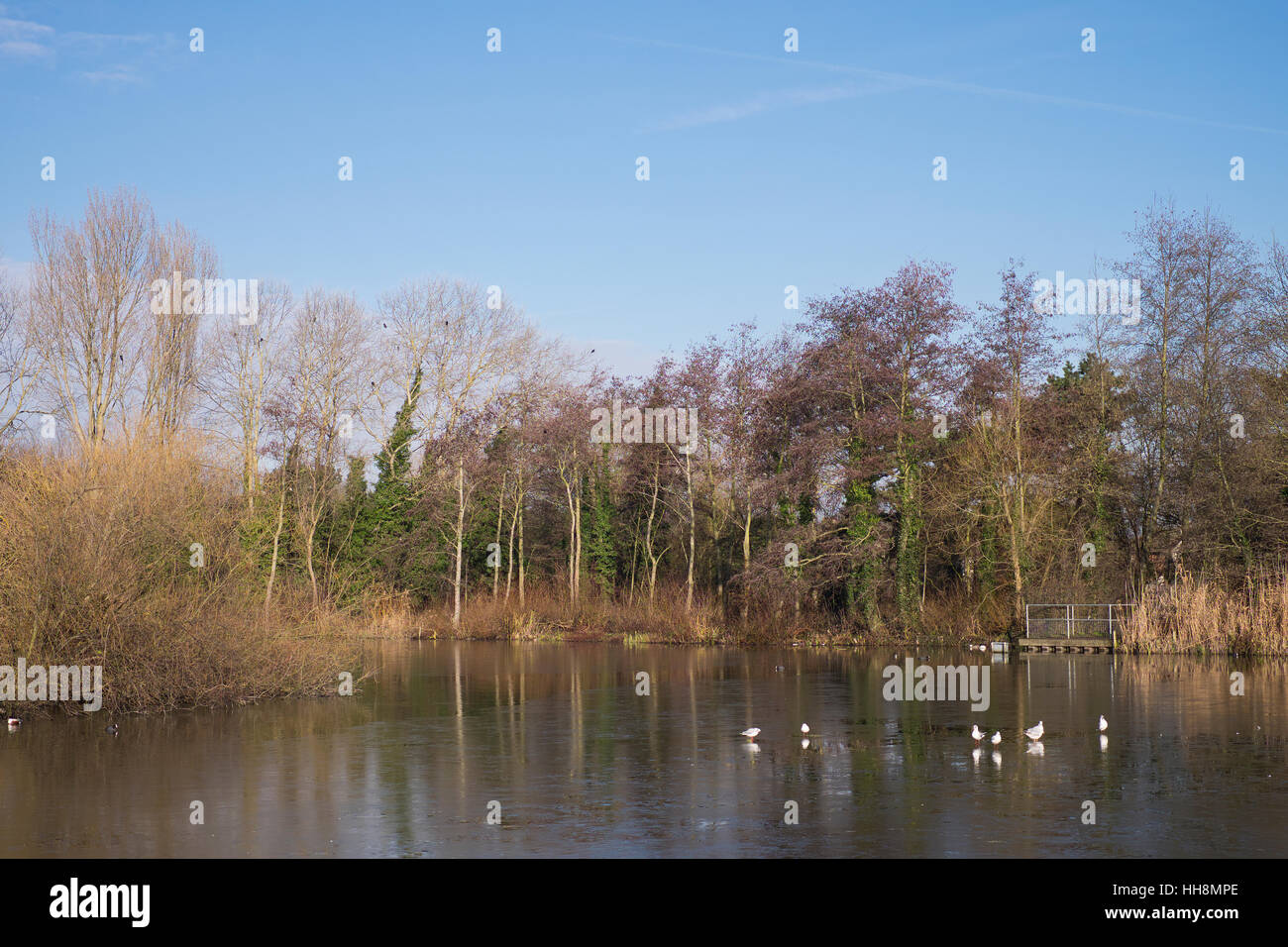 See am South Norwood Country Park im Winter in Croydon England Stockfoto