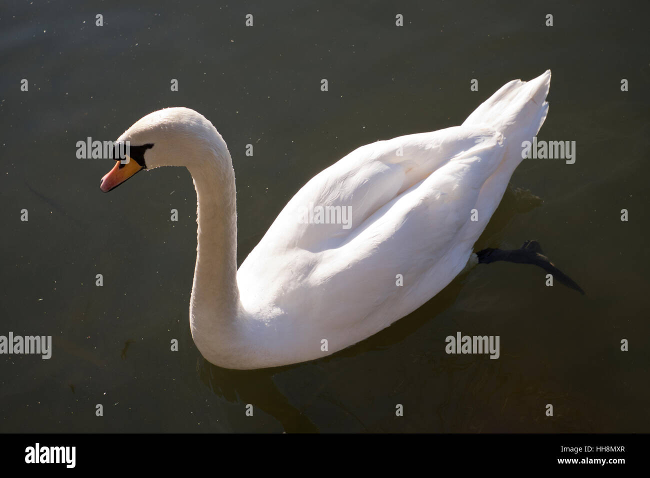 weißer Schwan in South Norwood County Park Lake in London-Südengland Stockfoto