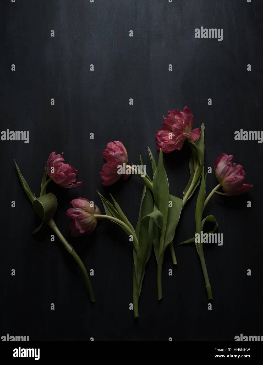 fünf rosa doppelte Tulpen auf dunklem Hintergrund Stockfoto