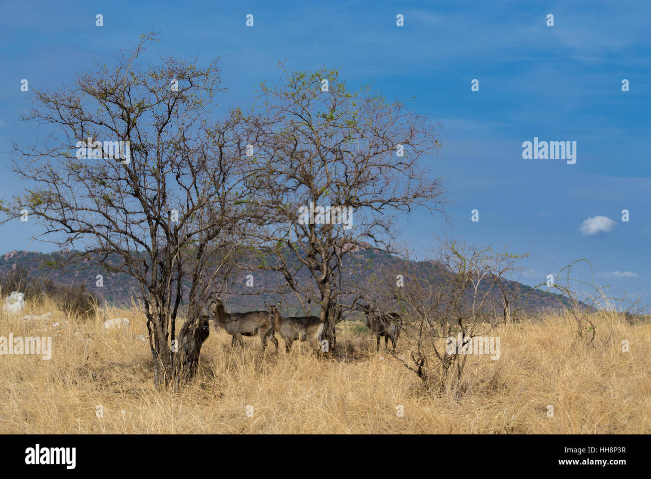 Afrika Wildlife Live Kostenlos Auf Nationalparks Safari Stockfotografie Alamy