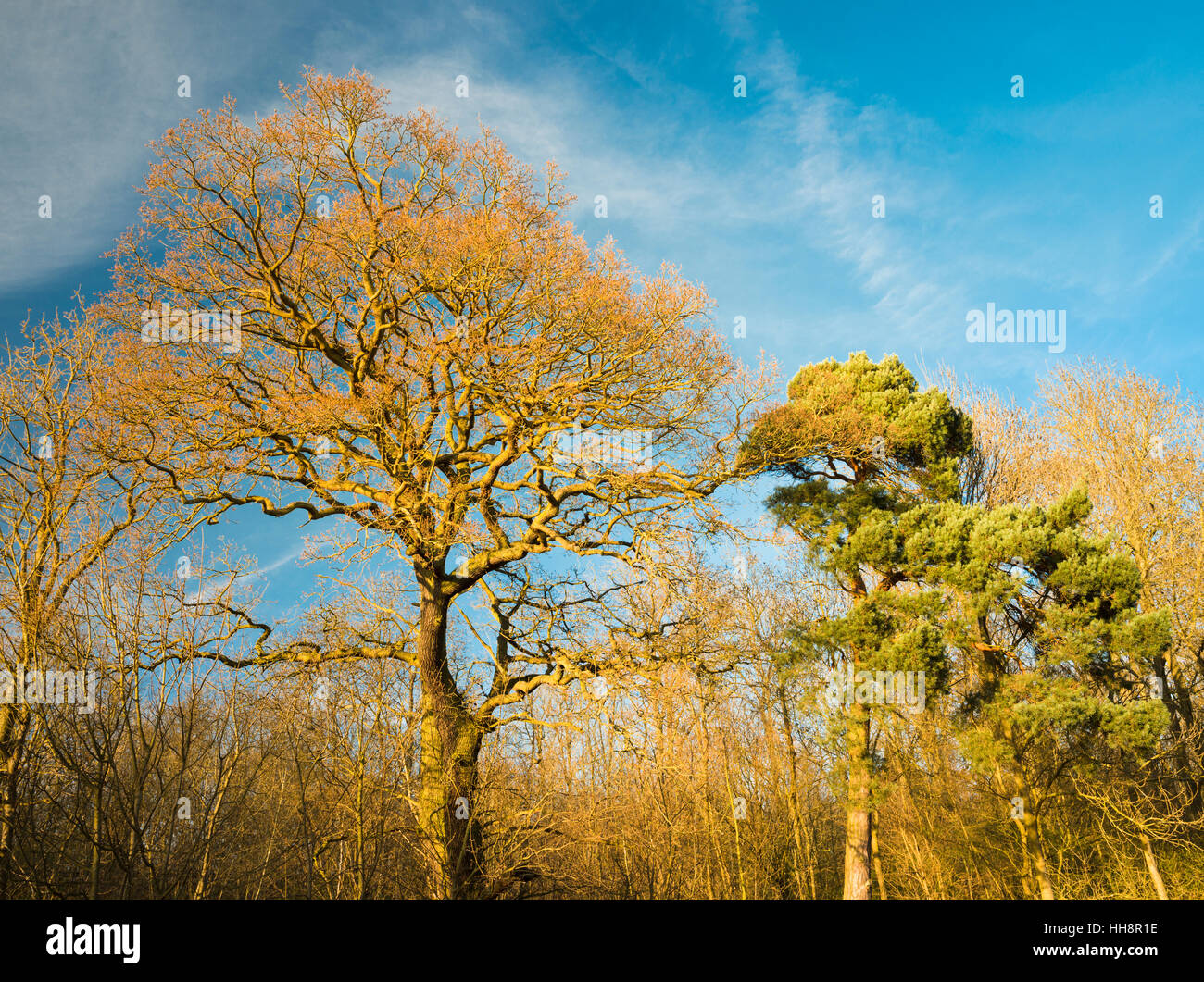 Eichen- und Lärchenbäume Anfang April in Laubwäldern, Peterborough, Cambridgeshire, England Stockfoto