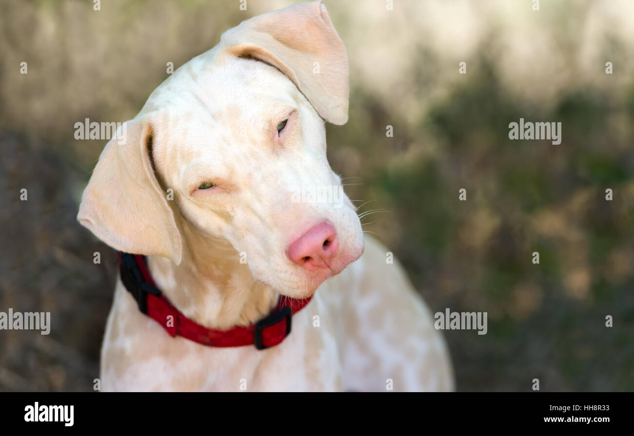 Neugierig Hund auf der Suche ist eine Nahaufnahme von einem weißen Hund Gesicht starrt dich an mit einem Blick der Wunder in seinen Augen. Stockfoto