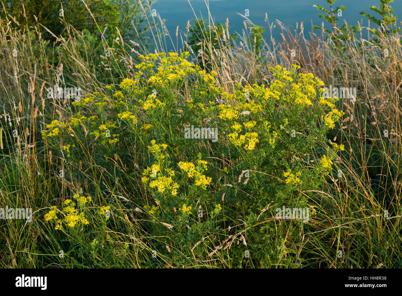 Ragwurz (Senecio spp.) blüht im Juli, Peterborough, Cambridgeshire, England Stockfoto