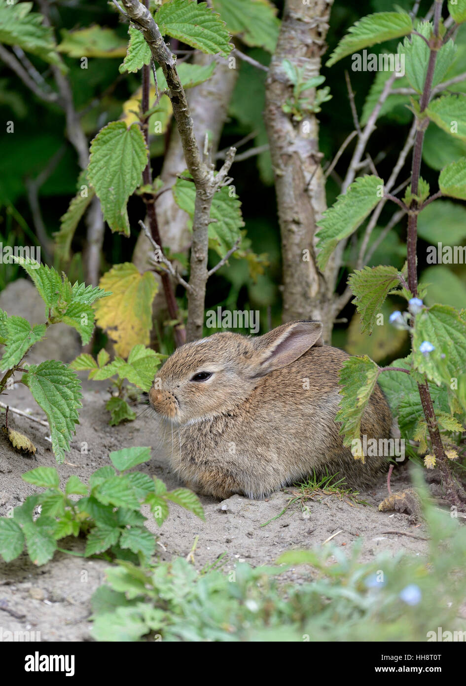 Junge Wildkaninchen (Oryctolagus Cuniculus), Norderney, Ostfriesischen Inseln, Nordsee, Niedersachsen, Deutschland Stockfoto