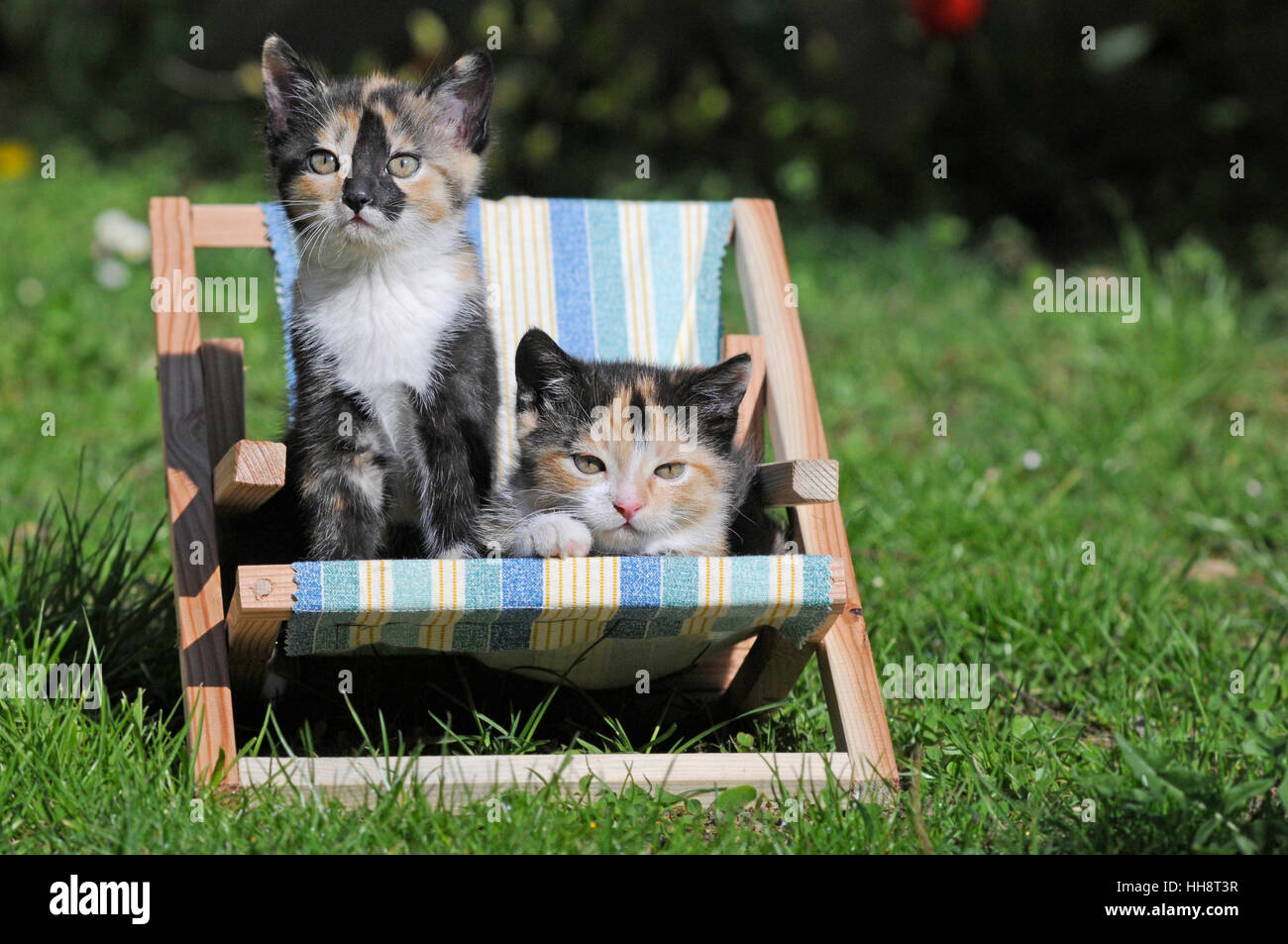 Hauskatzen (Felis Catus), Weiblich, 9 Wochen, Schildpatt, auf kleinen Liegestuhl Stockfoto