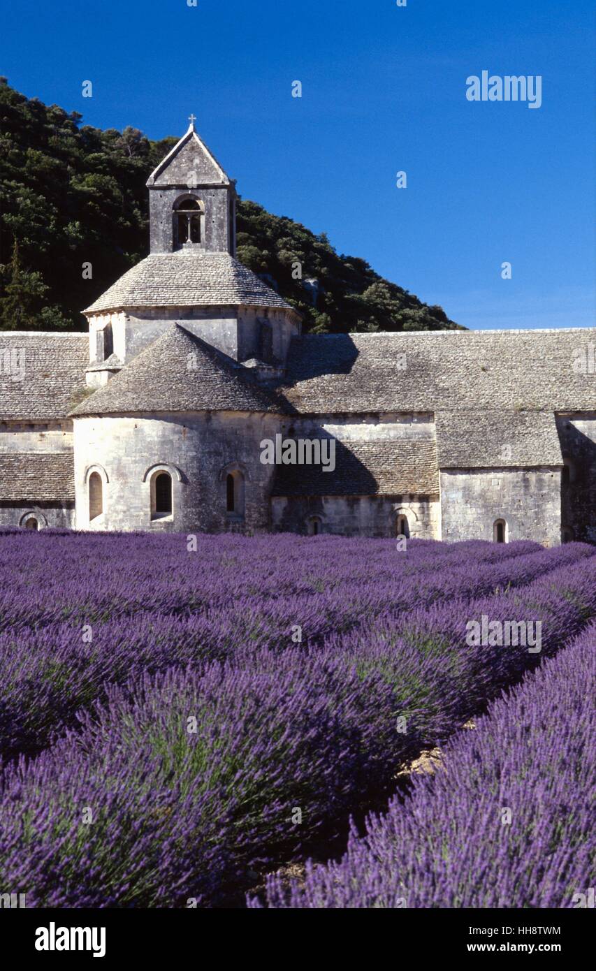 Lavendelfelder vor Abbaye Senanque in Gordes, Provence, Frankreich Stockfoto