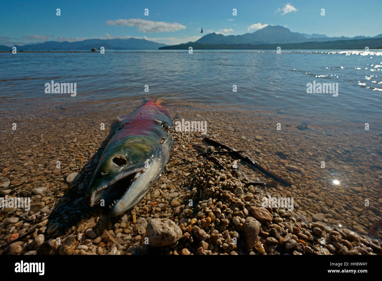 Chum Lachs (Oncorhynchus Keta) tot nach der Laichablage, Kamtschatka, Russland Stockfoto