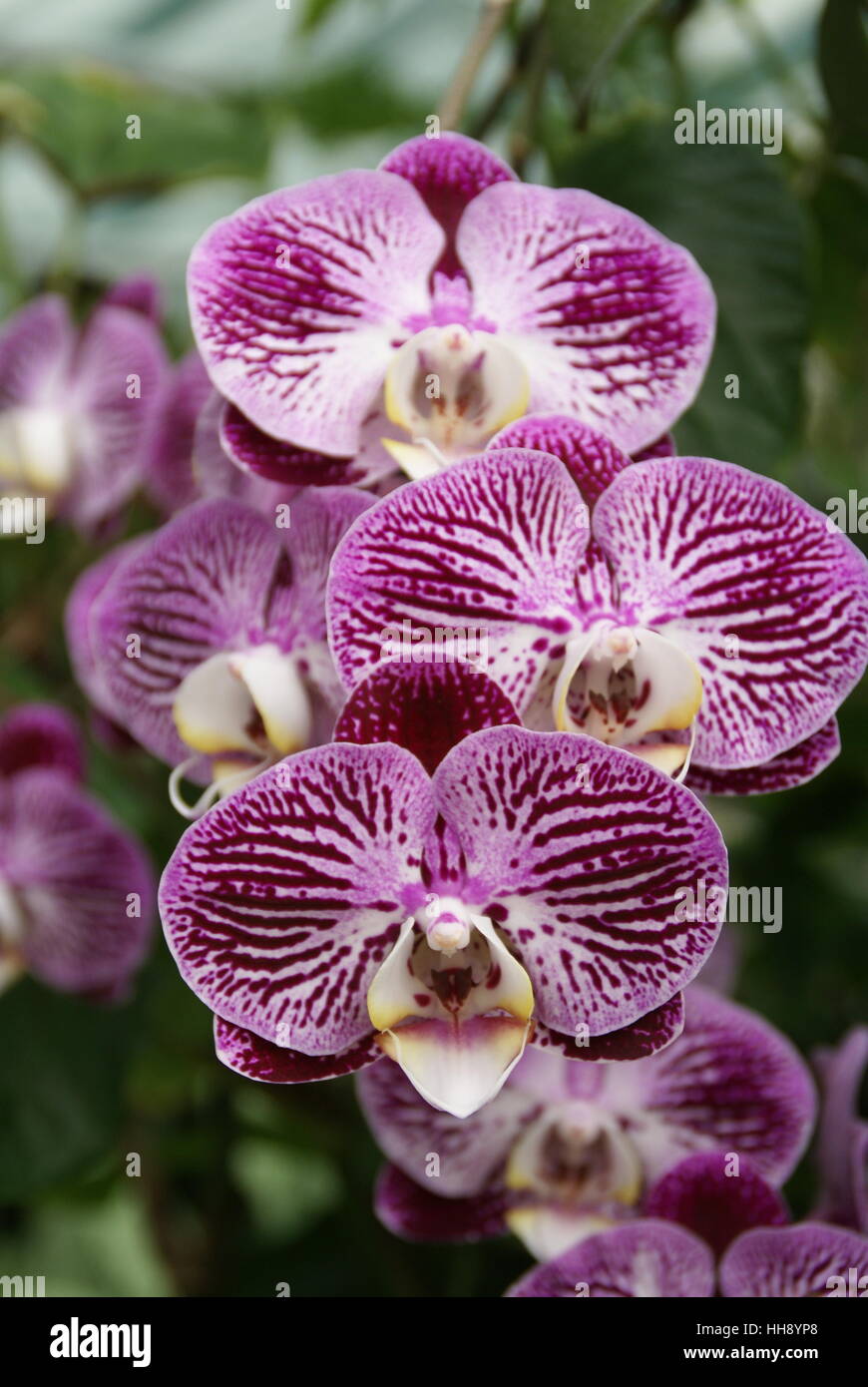 Eine Nahaufnahme Foto von Orchideen. Stockfoto