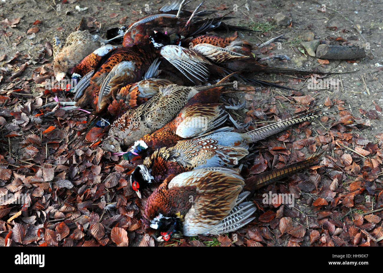 Tote Fasane und Rebhühner liegen auf dem Boden, während ein Spiel Shooting in Südengland Stockfoto