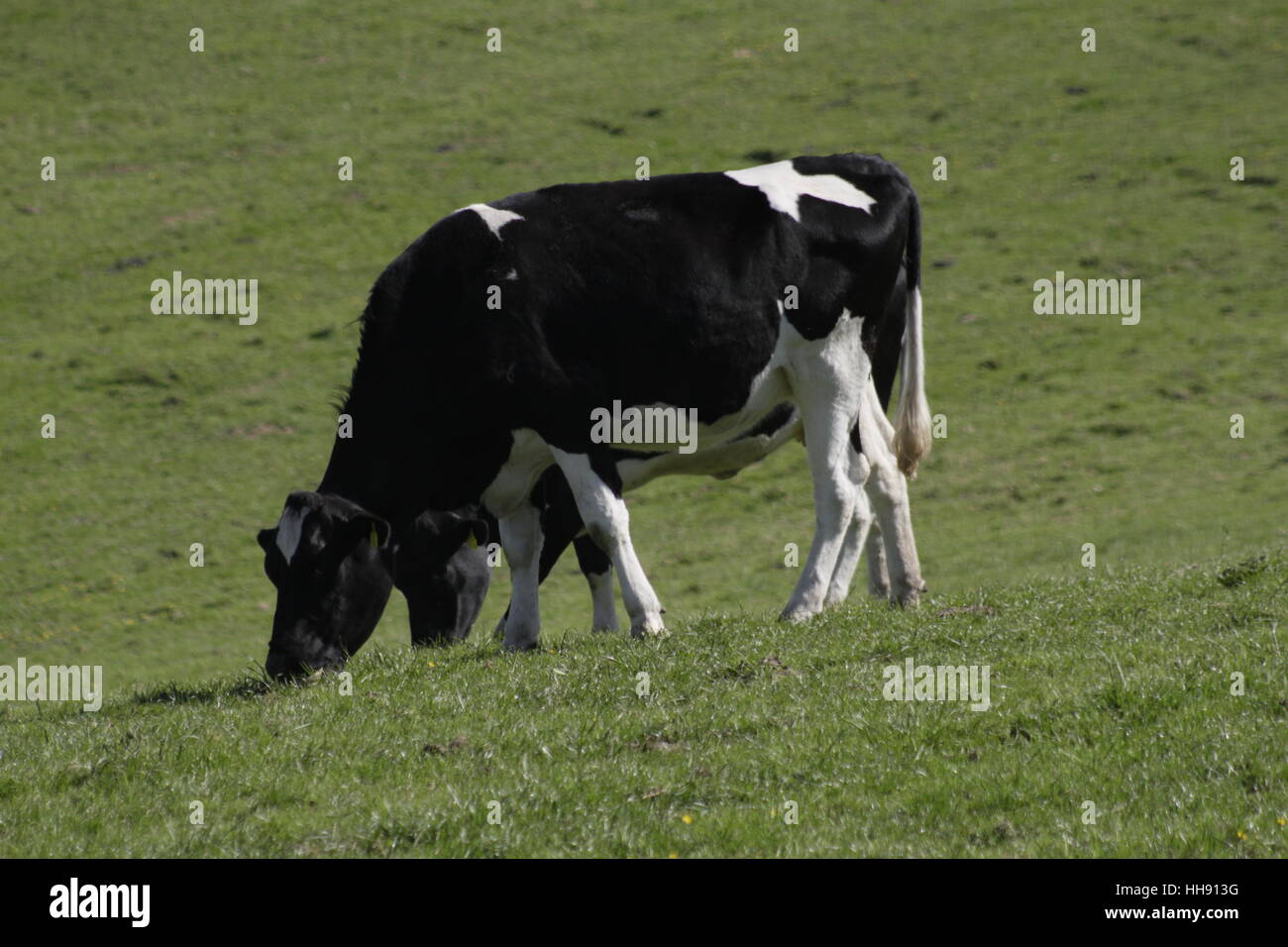 Schwäne Stockfoto