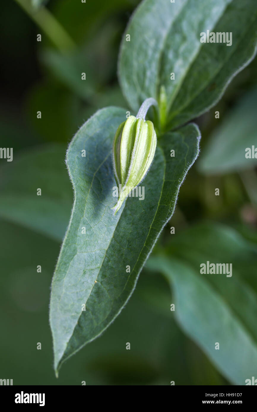 Clematis Integrifolia, mehrjährige Clematis, blau Stockfoto