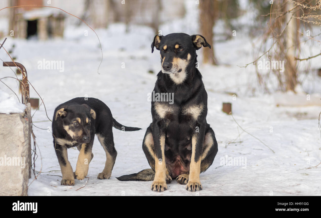 Schwarzen streunenden Welpen bewachen das Gebiet während Mama sitzen weiter auf dem Schnee Stockfoto