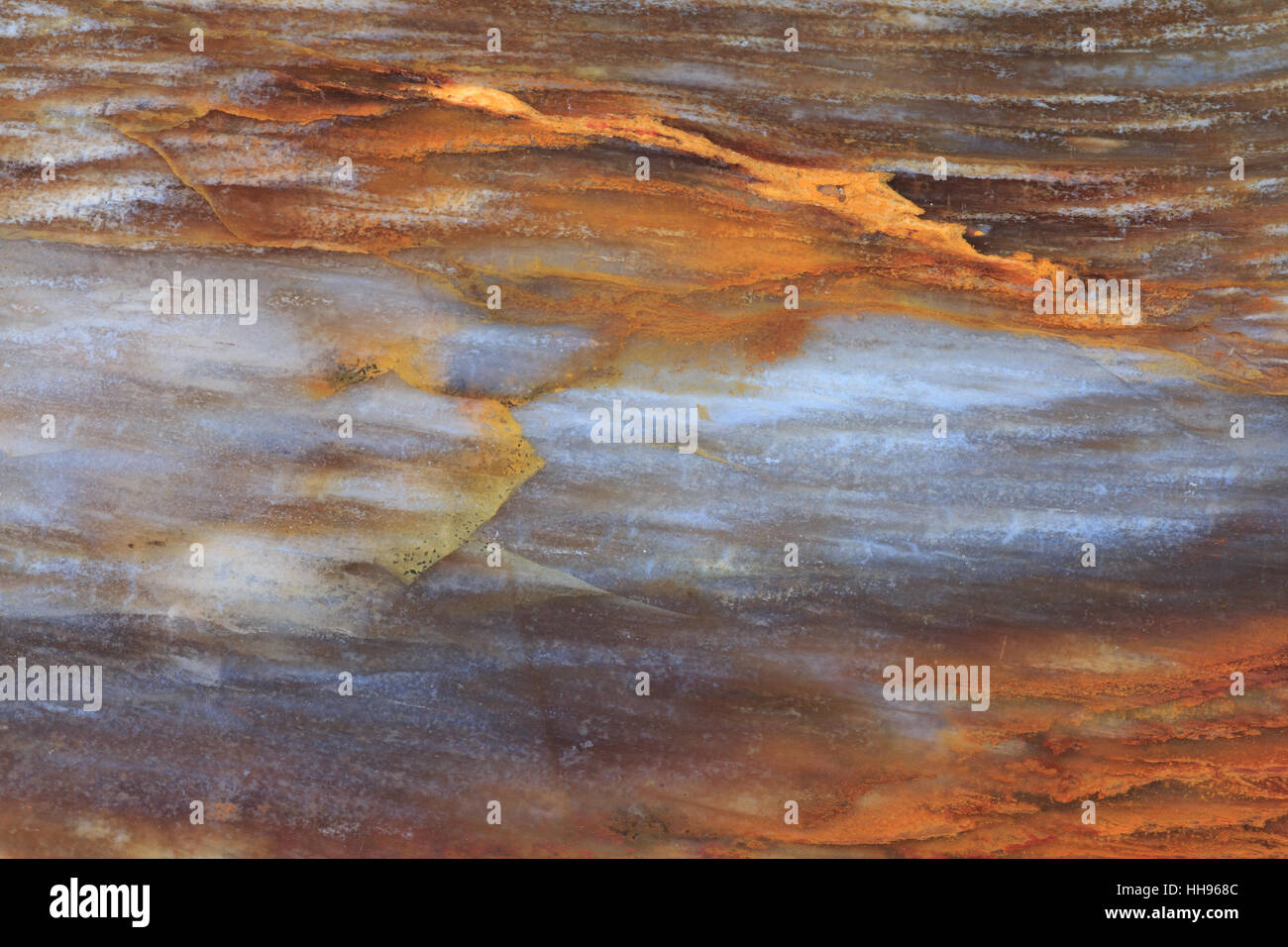 Versteinertes Holz Makro Stockfoto